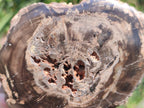 Polished Large One Side Dadoxylon Petrified Wood Tree Branch x 1 From Gokwe, Zimbabwe