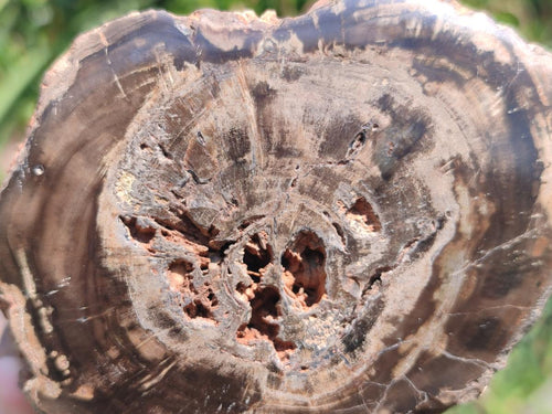 Polished Large One Side Dadoxylon Petrified Wood Tree Branch x 1 From Gokwe, Zimbabwe