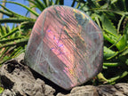 Polished Large Rare Purple Sunset Flash Labradorite Standing Display Piece x 1 From Madagascar
