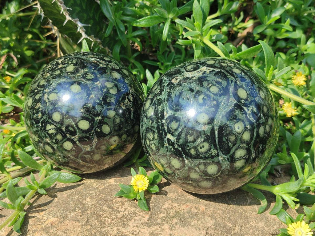 Polished Stromatolite "Kambamba Jasper" Spheres x 2 From Katsepy, Madagascar