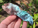 Natural Drusy Coated Chrysocolla with Malachite and Heterogenite Specimens x 6 From Lupoto Mine, Congo