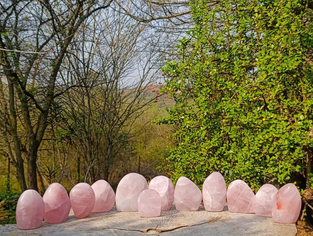 Polished Rose Quartz Standing Display Pieces x 12 From Zimbabwe