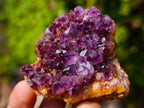 Natural Spirit Amethyst Clusters x 37 From Boekenhouthoek, South Africa