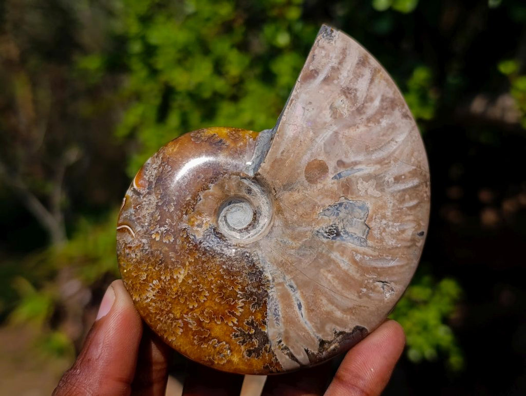 Polished Whole Purple Ammolite Cleoniceras Opalized Ammonite Fossils x 2 From Tulear, Madagascar