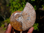 Polished Whole Purple Ammolite Cleoniceras Opalized Ammonite Fossils x 2 From Tulear, Madagascar