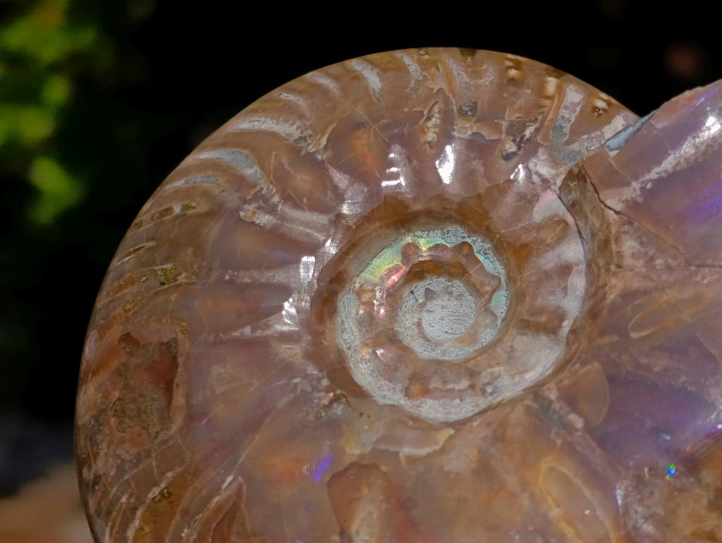 Polished Whole Purple Ammolite Cleoniceras Opalized Ammonite Fossils x 2 From Tulear, Madagascar