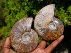 Polished Whole Purple Ammolite Cleoniceras Opalized Ammonite Fossils x 2 From Tulear, Madagascar