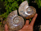 Polished Whole Purple Ammolite Cleoniceras Opalized Ammonite Fossils x 2 From Tulear, Madagascar
