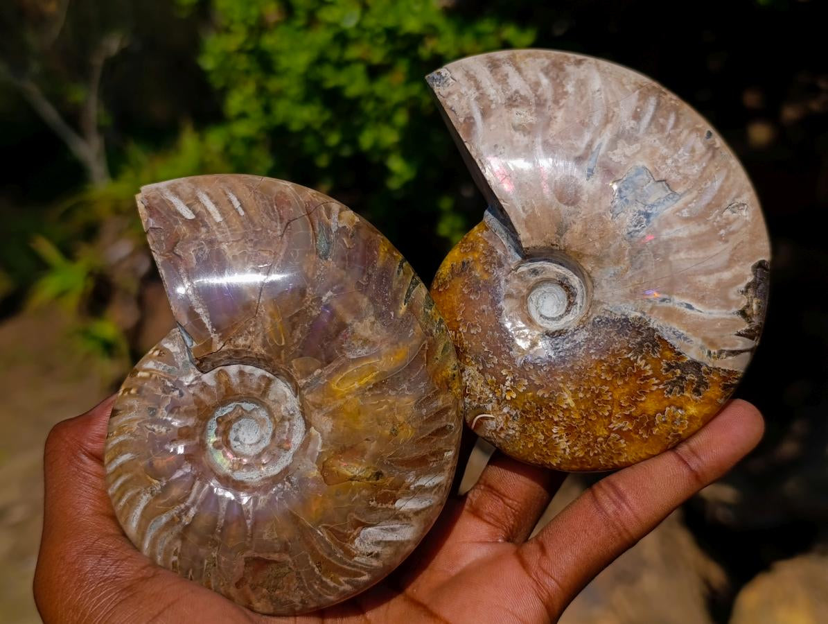 Polished Whole Purple Ammolite Cleoniceras Opalized Ammonite Fossils x 2 From Tulear, Madagascar