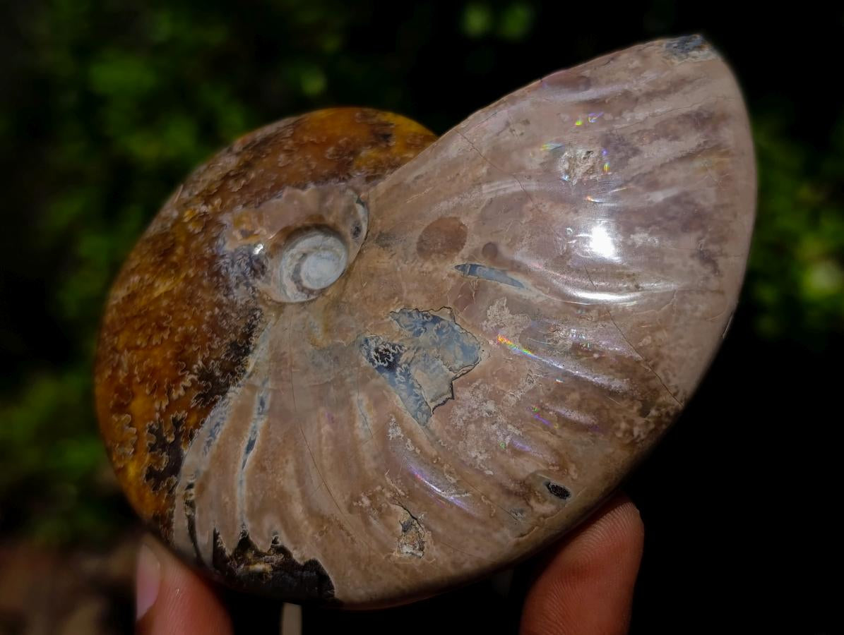 Polished Whole Purple Ammolite Cleoniceras Opalized Ammonite Fossils x 2 From Tulear, Madagascar