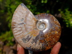 Polished Whole Purple Ammolite Cleoniceras Opalized Ammonite Fossils x 2 From Tulear, Madagascar