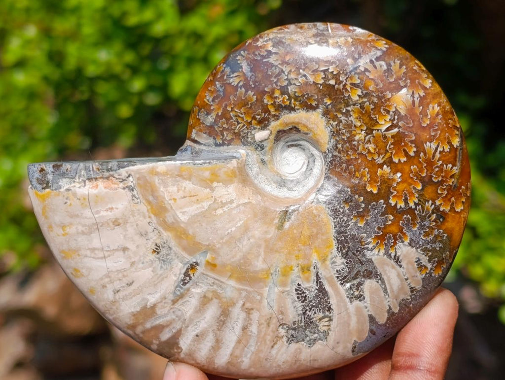 Polished Whole Purple Ammolite Cleoniceras Opalized Ammonite Fossils x 2 From Tulear, Madagascar