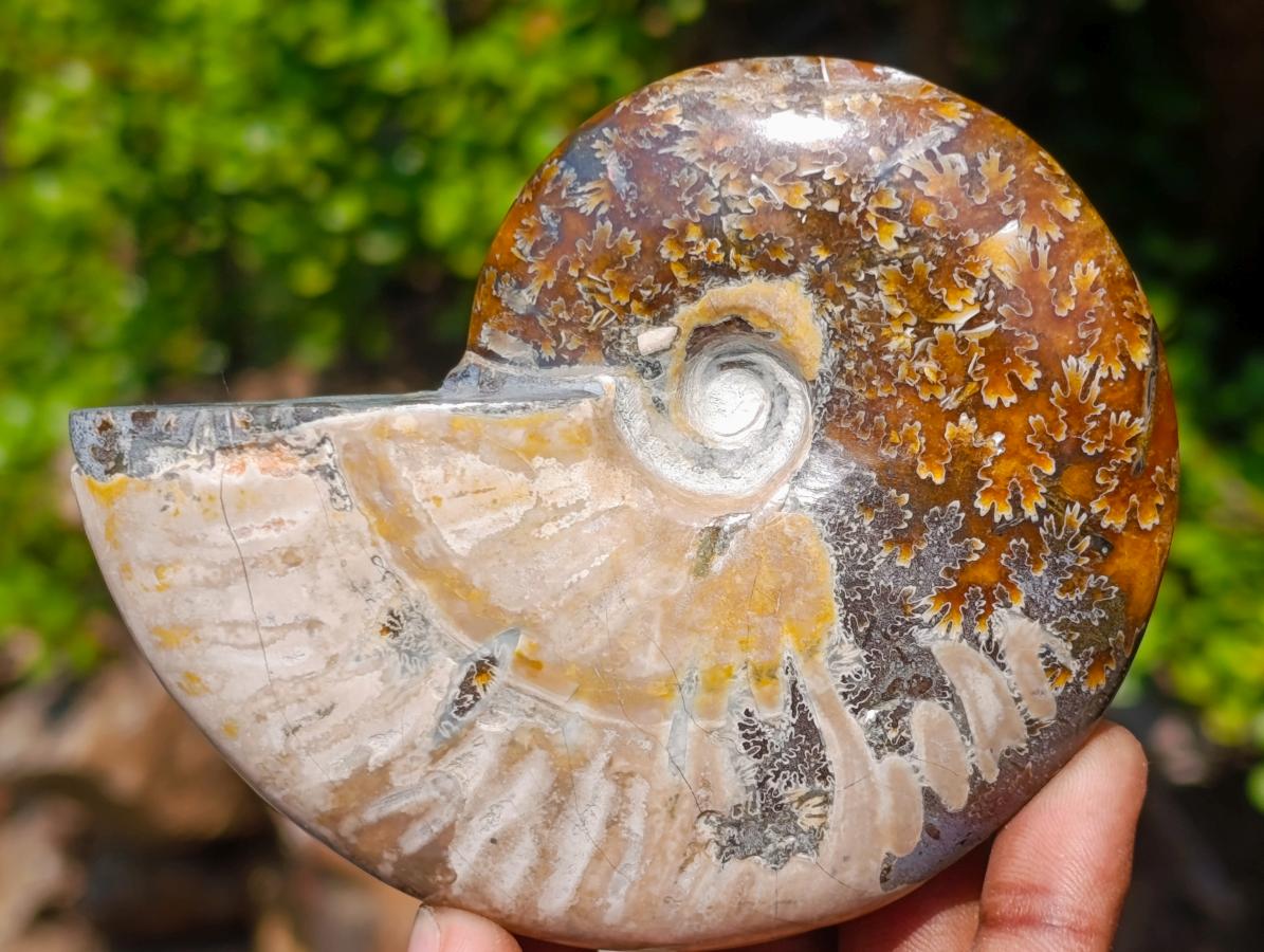 Polished Whole Purple Ammolite Cleoniceras Opalized Ammonite Fossils x 2 From Tulear, Madagascar