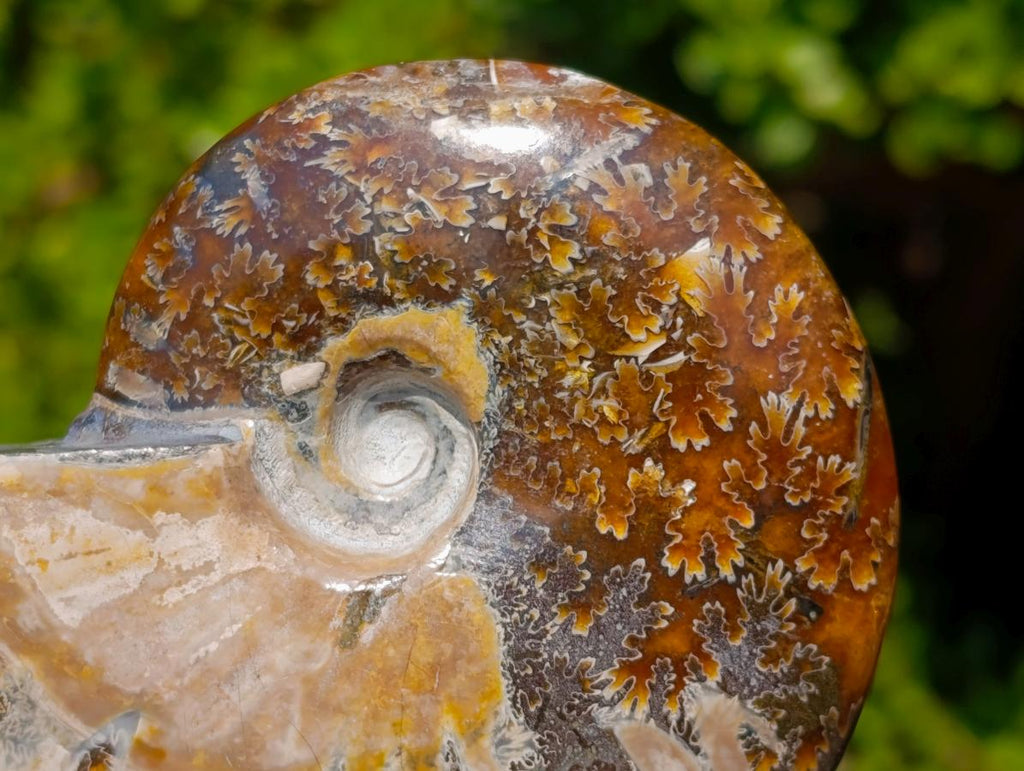 Polished Whole Purple Ammolite Cleoniceras Opalized Ammonite Fossils x 2 From Tulear, Madagascar