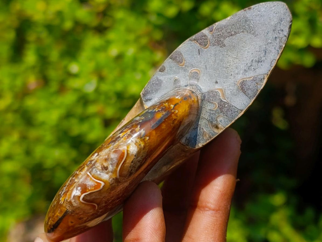 Polished Whole Purple Ammolite Cleoniceras Opalized Ammonite Fossils x 2 From Tulear, Madagascar