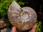 Polished Whole Purple Ammolite Cleoniceras Opalized Ammonite Fossils x 2 From Tulear, Madagascar