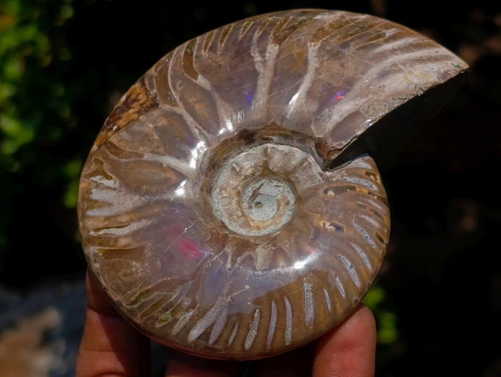 Polished Whole Purple Ammolite Cleoniceras Opalized Ammonite Fossils x 2 From Tulear, Madagascar