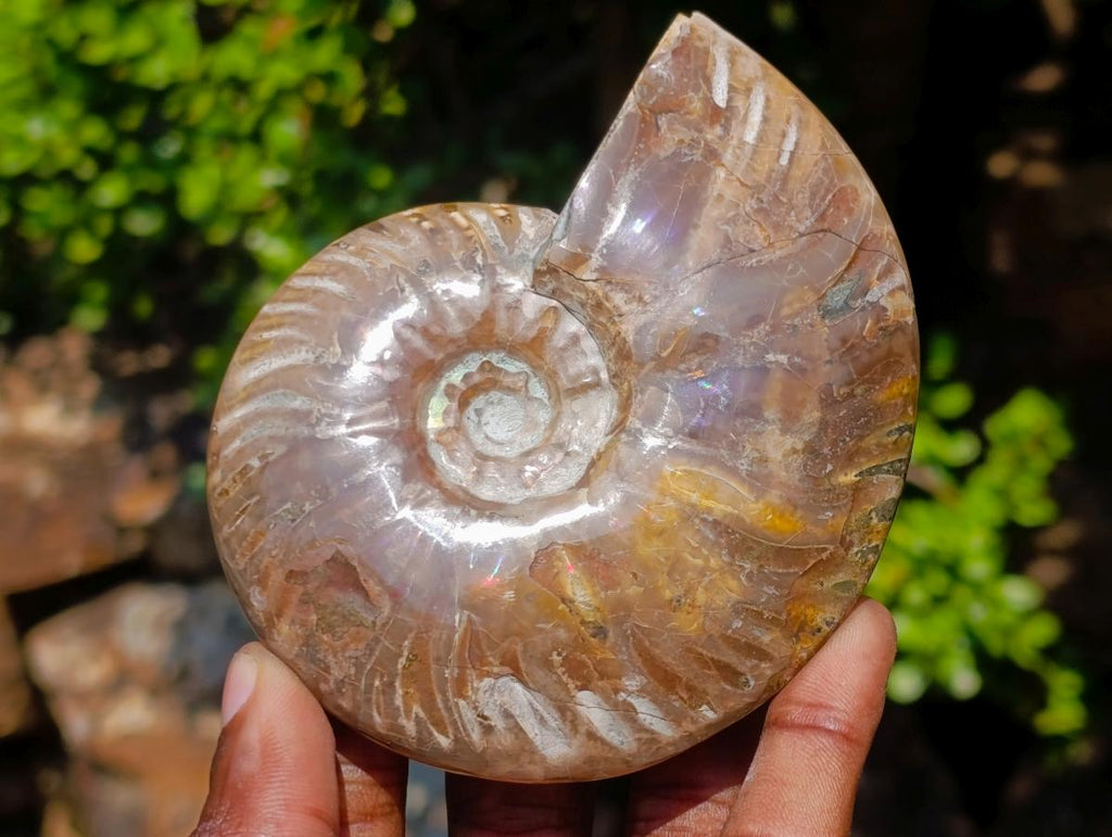 Polished Whole Purple Ammolite Cleoniceras Opalized Ammonite Fossils x 2 From Tulear, Madagascar