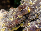 Natural XL Smokey Fluorite Specimen with Yellow Muscovite Mica x 1 From Erongo, Namibia