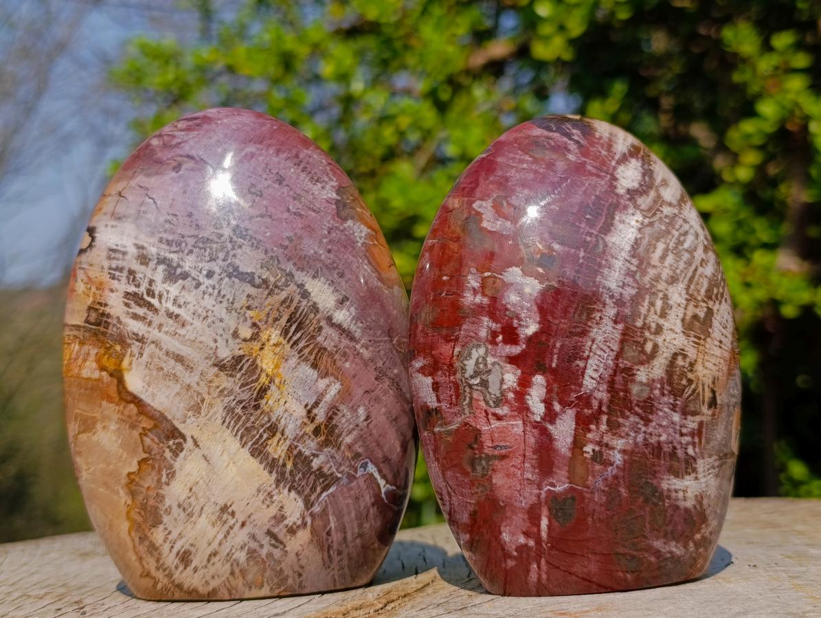 Polished Red Podocarpus Petrified Wood Standing Display Pieces x 2 From Mahajanga, Madagascar