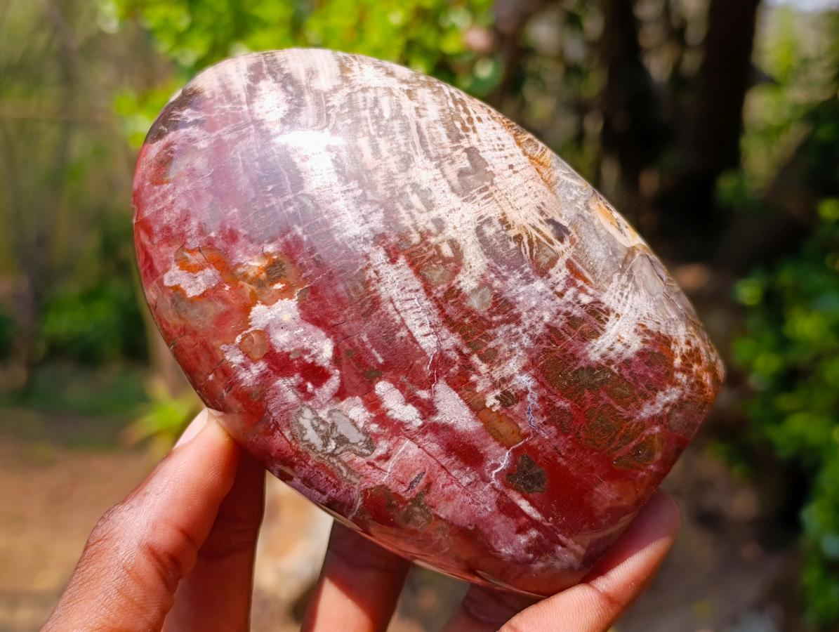 Polished Red Podocarpus Petrified Wood Standing Display Pieces x 2 From Mahajanga, Madagascar