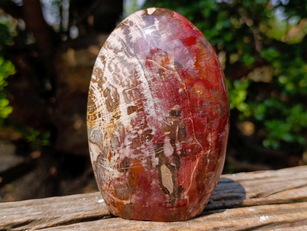 Polished Red Podocarpus Petrified Wood Standing Display Pieces x 2 From Mahajanga, Madagascar