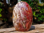 Polished Red Podocarpus Petrified Wood Standing Display Pieces x 2 From Mahajanga, Madagascar