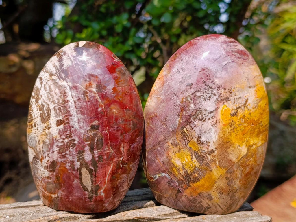 Polished Red Podocarpus Petrified Wood Standing Display Pieces x 2 From Mahajanga, Madagascar