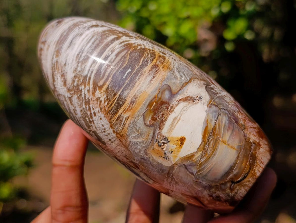 Polished Red Podocarpus Petrified Wood Standing Display Pieces x 2 From Mahajanga, Madagascar