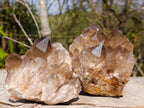 Natural Smokey Citrine Quartz Clusters x 2 From Luena, Congo