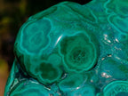 Polished and Natural Flower Banded Malachite Free Forms x 3 From Congo