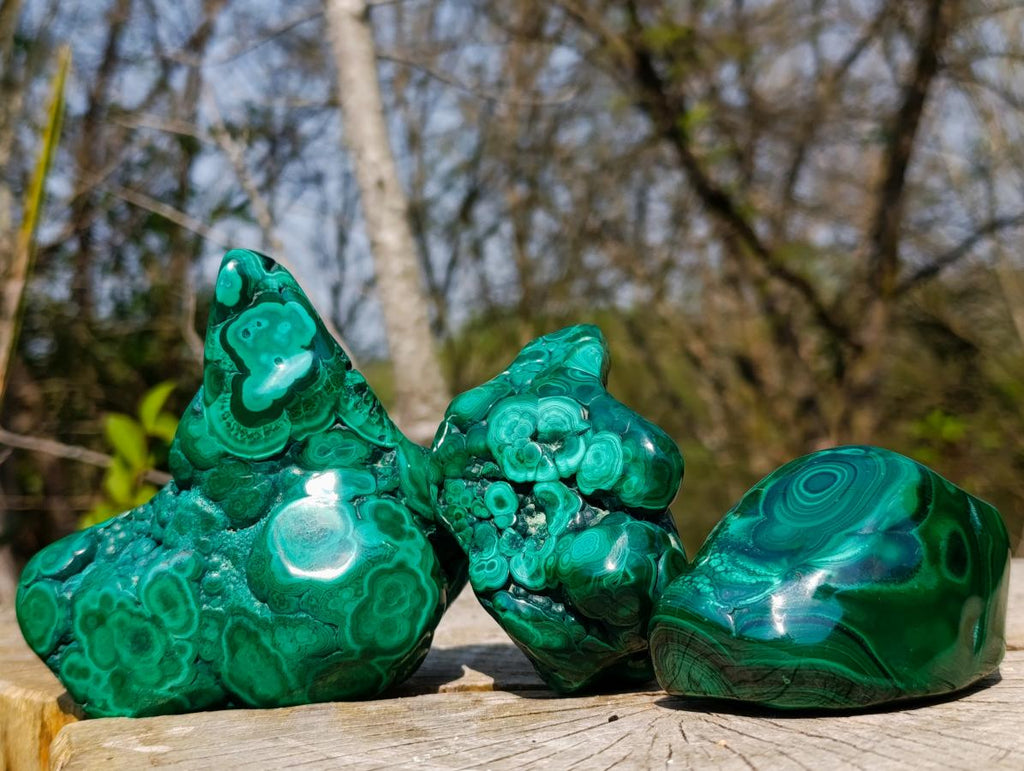 Polished and Natural Flower Banded Malachite Free Forms x 3 From Congo