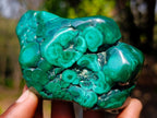 Polished and Natural Flower Banded Malachite Free Forms x 3 From Congo