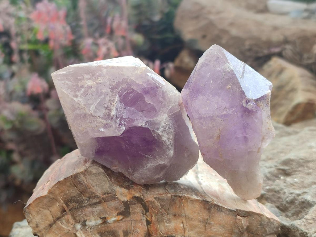 Natural Jacaranda Amethyst Single Crystals x 12 From Mumbwa, Zambia