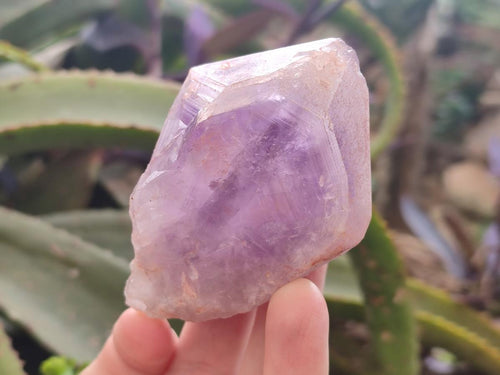 Natural Jacaranda Amethyst Single Crystals x 12 From Mumbwa, Zambia