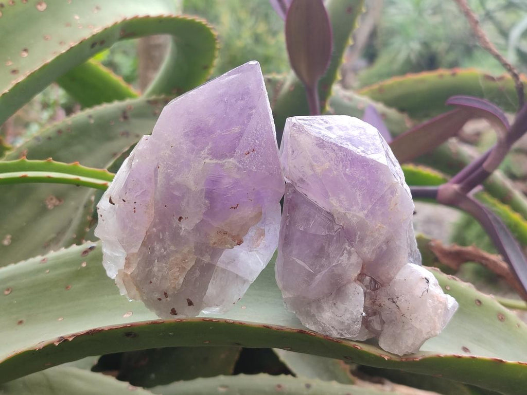 Natural Jacaranda Amethyst Single Crystals x 12 From Mumbwa, Zambia