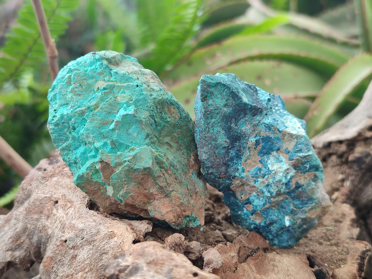 Natural Shattuckite Cobbed Specimens with Associated Minerals x 24 From Kaokoveld, Namibia