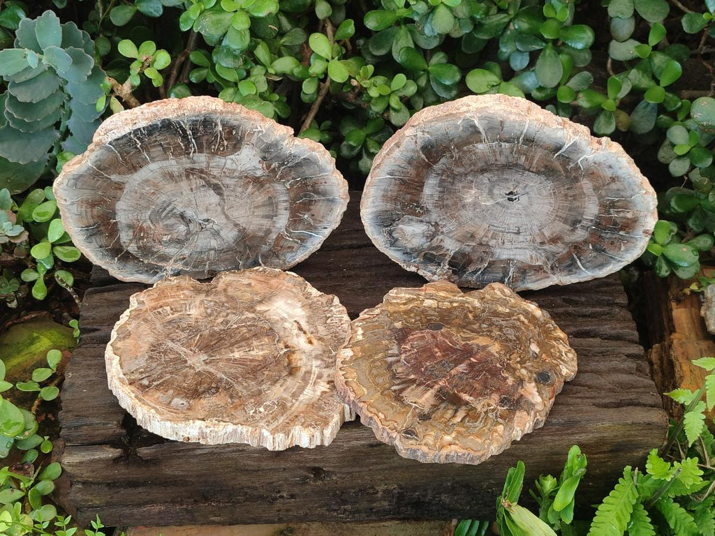 Polished and Natural Brown Podocarpus Petrified Wood Slices x 4 From Marovoay, Madagascar