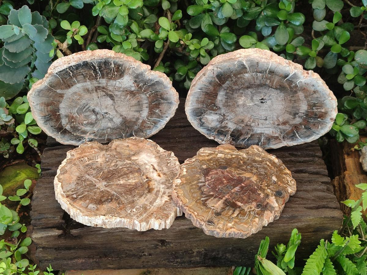 Polished and Natural Brown Podocarpus Petrified Wood Slices x 4 From Marovoay, Madagascar
