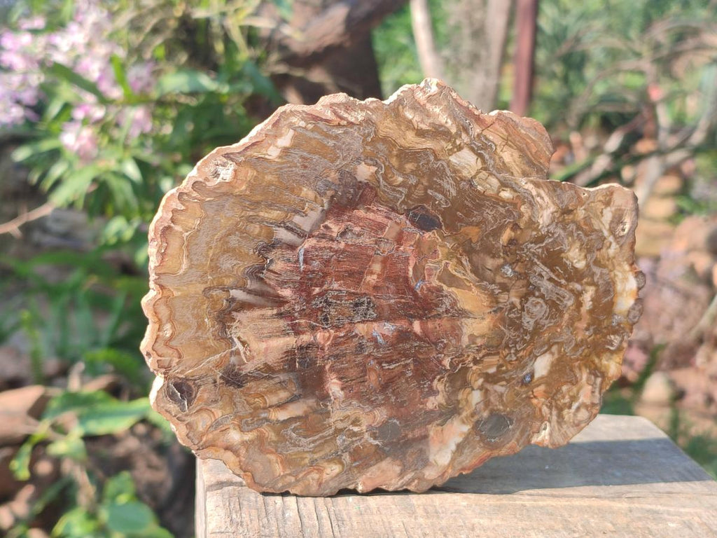 Polished and Natural Brown Podocarpus Petrified Wood Slices x 4 From Marovoay, Madagascar