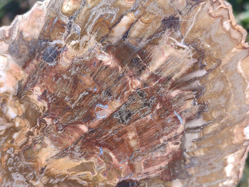Polished and Natural Brown Podocarpus Petrified Wood Slices x 4 From Marovoay, Madagascar