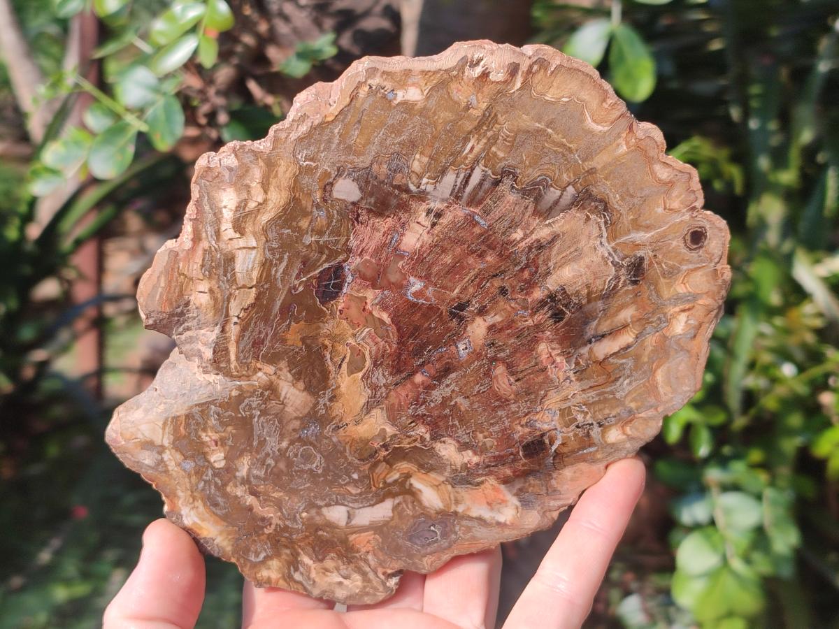 Polished and Natural Brown Podocarpus Petrified Wood Slices x 4 From Marovoay, Madagascar