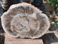 Polished and Natural Brown Podocarpus Petrified Wood Slices x 4 From Marovoay, Madagascar
