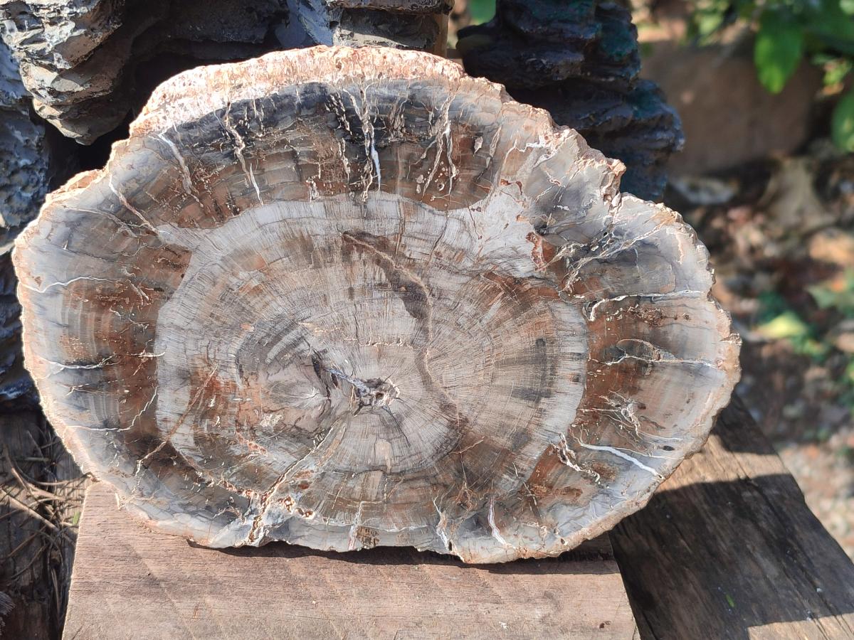 Polished and Natural Brown Podocarpus Petrified Wood Slices x 4 From Marovoay, Madagascar