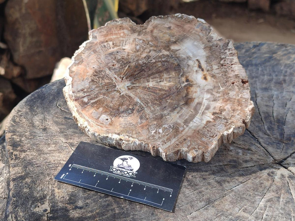 Polished and Natural Brown Podocarpus Petrified Wood Slices x 4 From Marovoay, Madagascar