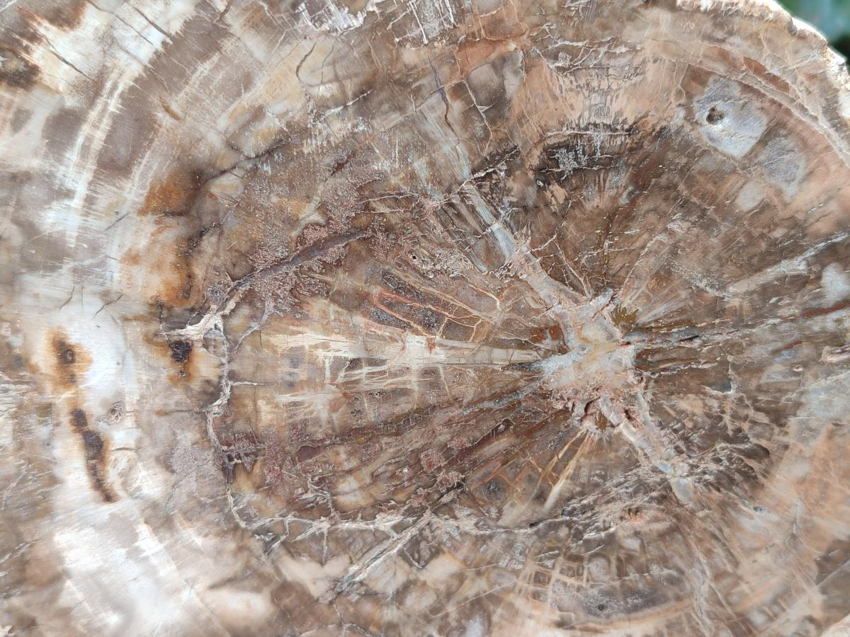 Polished and Natural Brown Podocarpus Petrified Wood Slices x 4 From Marovoay, Madagascar