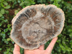 Polished and Natural Brown Podocarpus Petrified Wood Slices x 4 From Marovoay, Madagascar