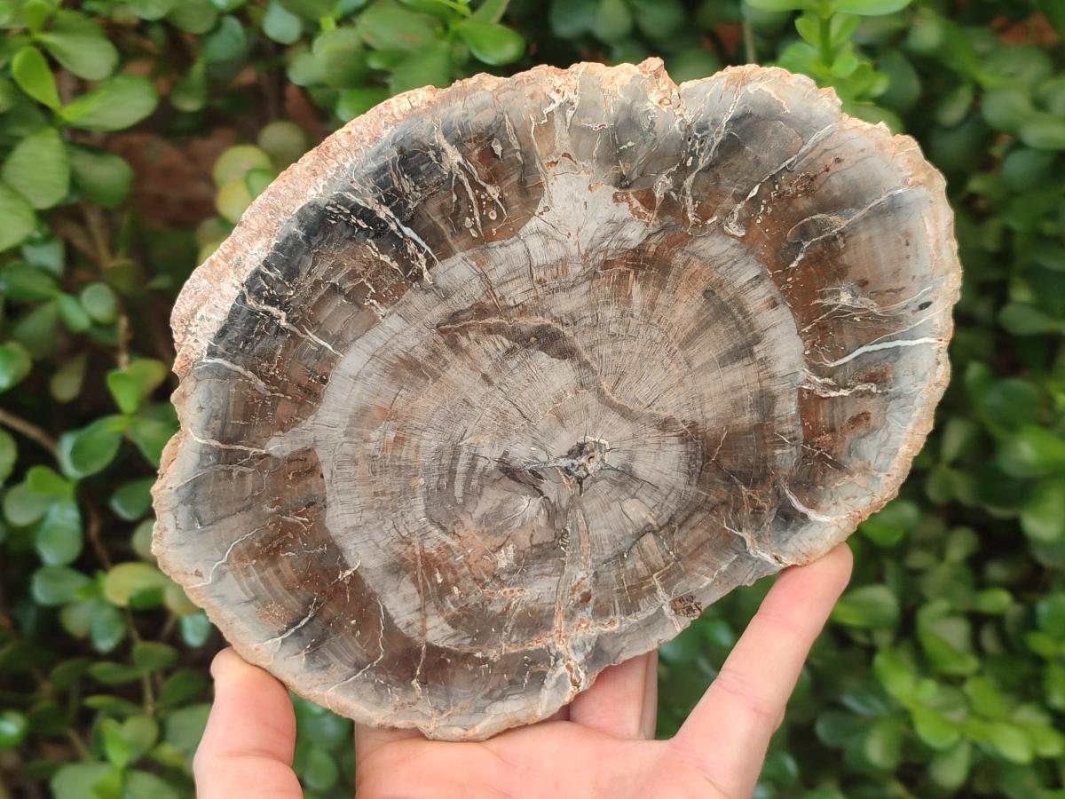 Polished and Natural Brown Podocarpus Petrified Wood Slices x 4 From Marovoay, Madagascar
