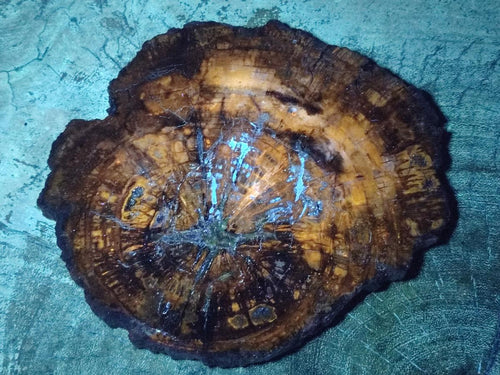 Polished and Natural Brown Podocarpus Petrified Wood Slices x 4 From Marovoay, Madagascar