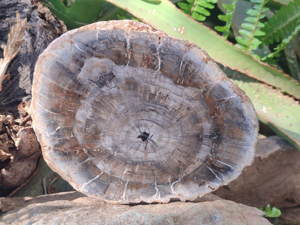 Polished and Natural Brown Podocarpus Petrified Wood Slices x 4 From Marovoay, Madagascar